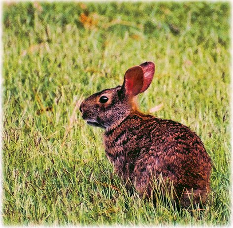 ../Images/Rabbit Roanoke Island 0075611-R2-015-6.jpg